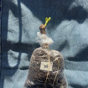 Violette de Bordeaux rooted fig cutting - rate fruit berry group figs plant